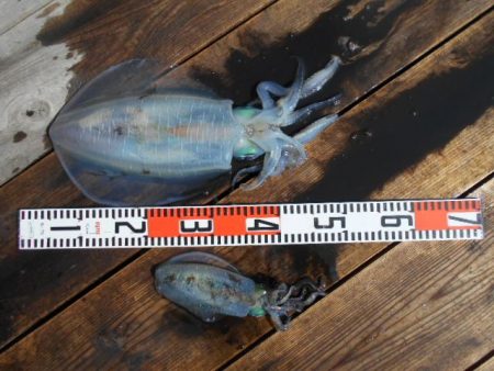 こかわ渡船　雅丸 釣果