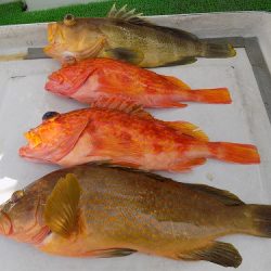フィッシングボート空風(そらかぜ) 釣果