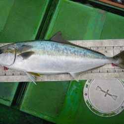 海宝丸　島根 釣果