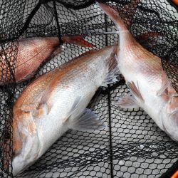 Fisherman Dreams DI 釣果