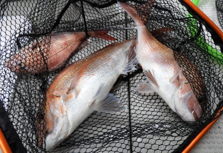 Fisherman Dreams DI 釣果