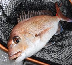 Fisherman Dreams DI 釣果