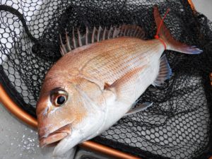 Fisherman Dreams DI 釣果