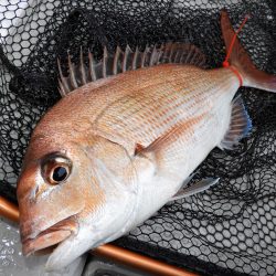 Fisherman Dreams DI 釣果