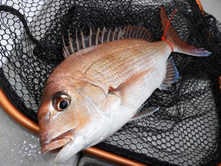 Fisherman Dreams DI 釣果