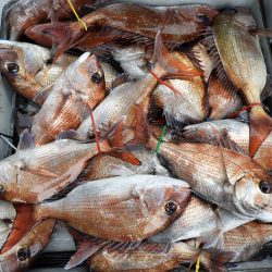 Fisherman Dreams DI 釣果