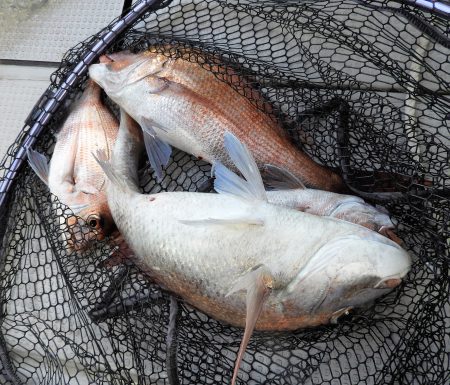 Fisherman Dreams DI 釣…