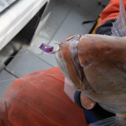 Fisherman Dreams DI 釣果