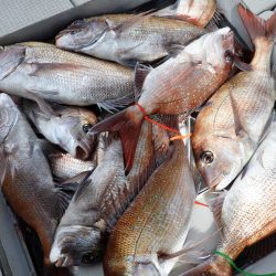 Fisherman Dreams DI 釣果