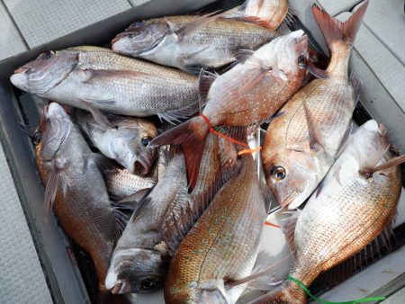 Fisherman Dreams DI 釣…