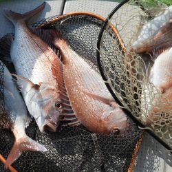 Fisherman Dreams DI 釣果