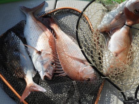 Fisherman Dreams DI 釣果