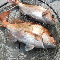 Fisherman Dreams DI 釣果