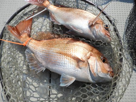 Fisherman Dreams DI 釣果