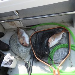 Fisherman Dreams DI 釣果