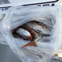 Fisherman Dreams DI 釣果