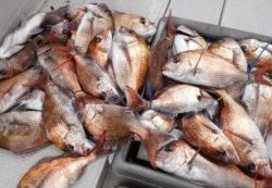 Fisherman Dreams DI 釣果