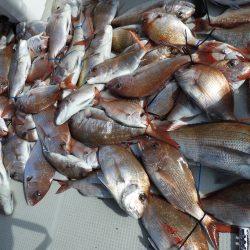 Fisherman Dreams DI 釣果