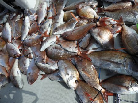 Fisherman Dreams DI 釣…