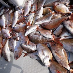 Fisherman Dreams DI 釣果