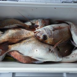 Fisherman Dreams DI 釣果