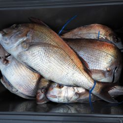 Fisherman Dreams DI 釣果