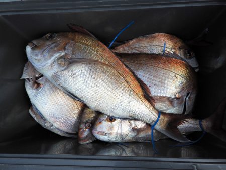 Fisherman Dreams DI 釣果