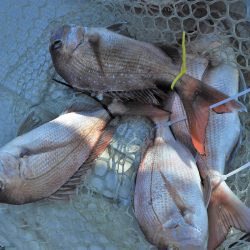 Fisherman Dreams DI 釣果