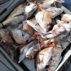 Fisherman Dreams DI 釣果