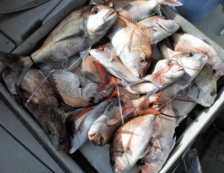 Fisherman Dreams DI 釣果