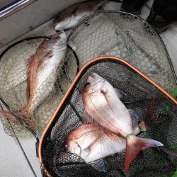 Fisherman Dreams DI 釣果