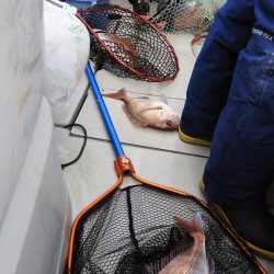 Fisherman Dreams DI 釣果