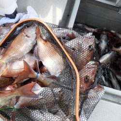 Fisherman Dreams DI 釣果