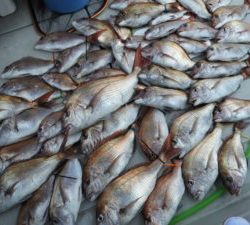 Fisherman Dreams DI 釣果