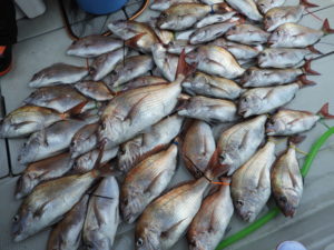 Fisherman Dreams DI 釣果