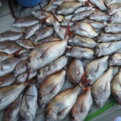 Fisherman Dreams DI 釣果