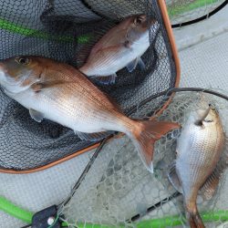 Fisherman Dreams DI 釣果