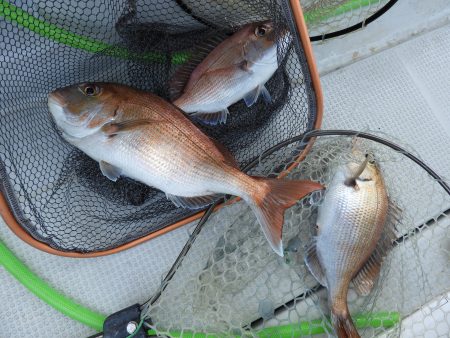 Fisherman Dreams DI 釣果