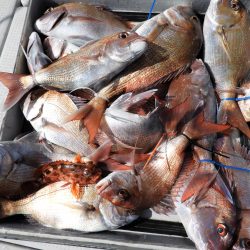 Fisherman Dreams DI 釣果