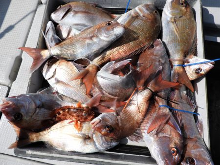 Fisherman Dreams DI 釣果