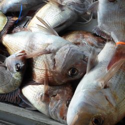 Fisherman Dreams DI 釣果