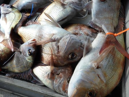 Fisherman Dreams DI 釣…