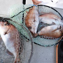 Fisherman Dreams DI 釣果