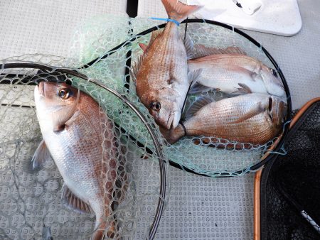 Fisherman Dreams DI 釣果