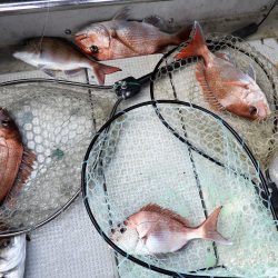 Fisherman Dreams DI 釣果