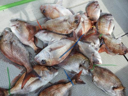 Fisherman Dreams DI 釣果