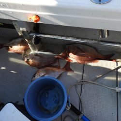 Fisherman Dreams DI 釣果