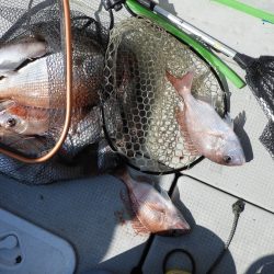 Fisherman Dreams DI 釣果