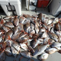 Fisherman Dreams DI 釣果