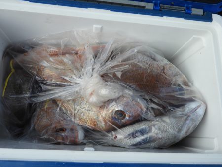 Fisherman Dreams DI 釣果